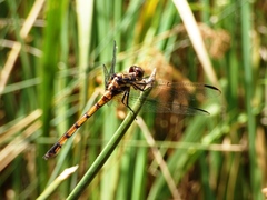 Orthemis ambinigra