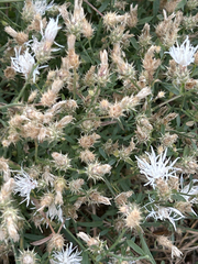 Centaurea diffusa, photograph author not stated, no rights reserved