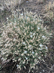 Centaurea diffusa