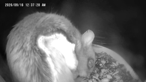 Humboldt's Flying Squirrel observed by cephalogoddess