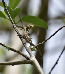 Anolis litoralis