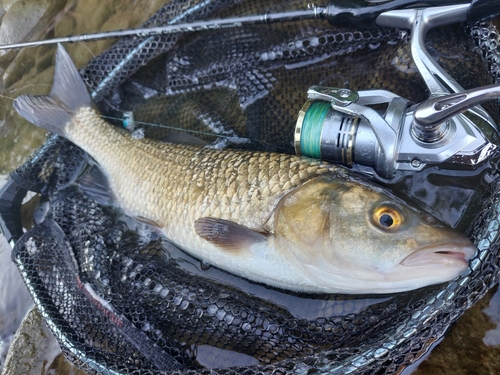 Cavedano Chub