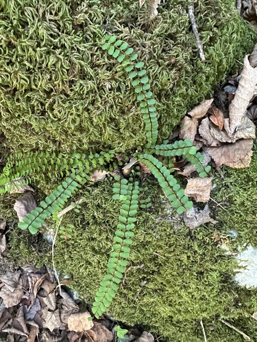maidenhair spleenwort