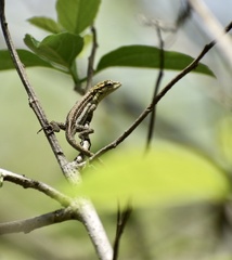 Anolis litoralis