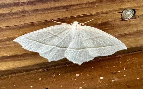 Pale Beauty