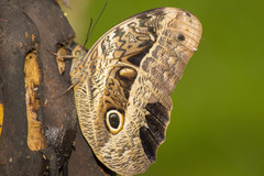 Caligo beltrao