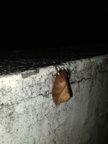 Automeris melanops