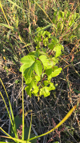 box elder