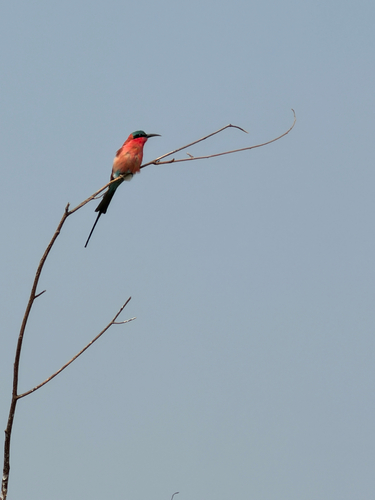 Southern Carmine Bee-eater
