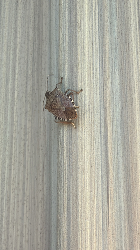 Brown Marmorated Stink Bug