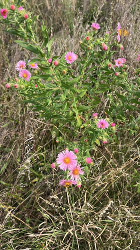 New England aster
