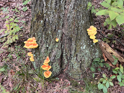 chicken of the woods