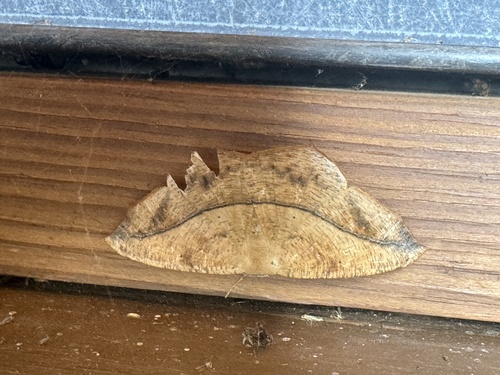 Large Maple Spanworm Moth