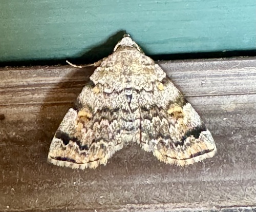 American Idia Moth