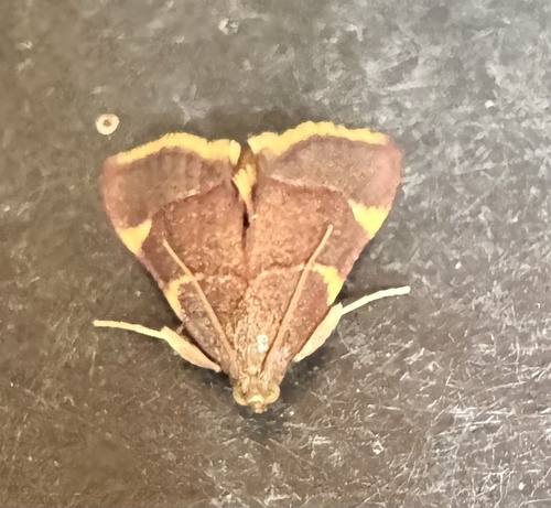 Yellow-fringed Dolichomia Moth