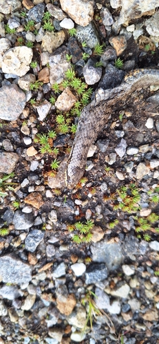 Smooth Snake