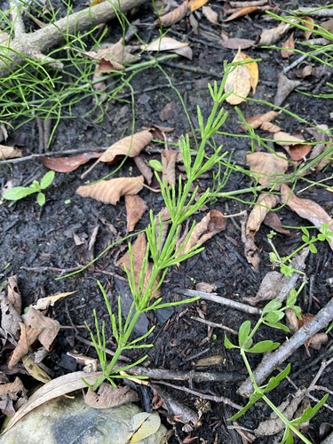 field horsetail