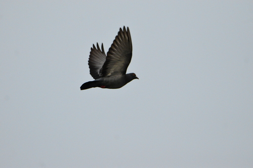 Rock Pigeon