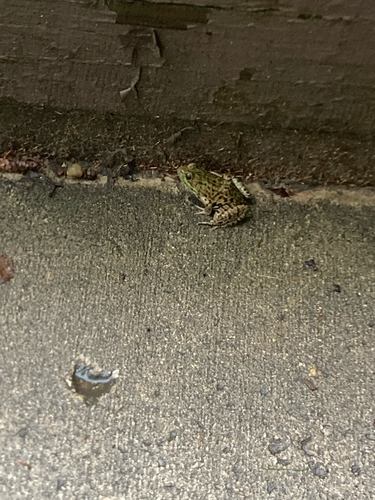 Green Frog