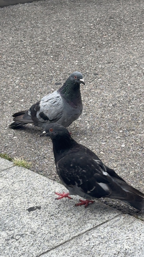 Feral Pigeon