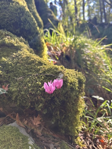 European Cyclamen