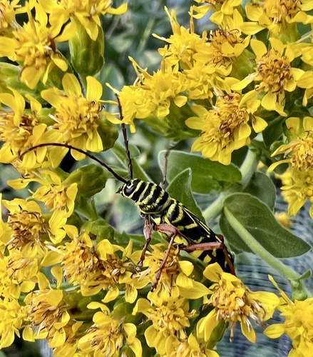 Locust Borer