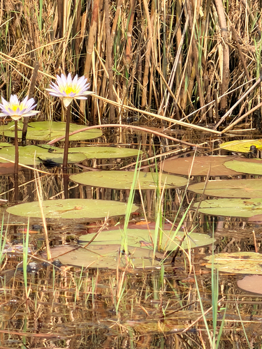 Day Waterlily