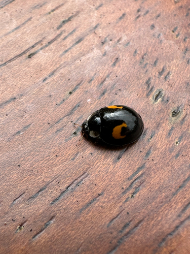 Asian Lady Beetle