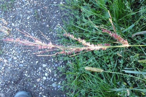 barnyardgrass