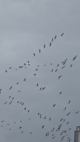 Great White Pelican