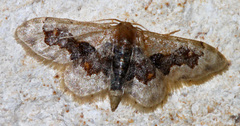 Idaea gemmata