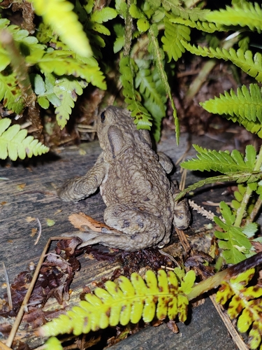 European Toad