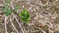 Veratrum oxysepalum