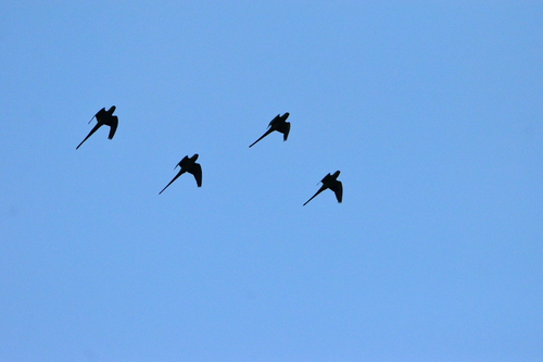 Rose-ringed Parakeet