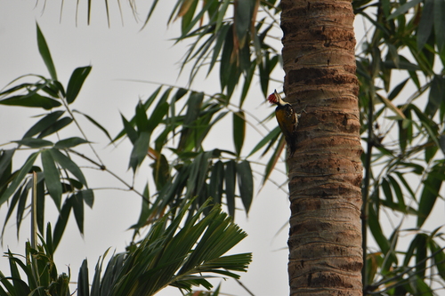 Black-rumped Flameback