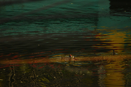 Eurasian Moorhen