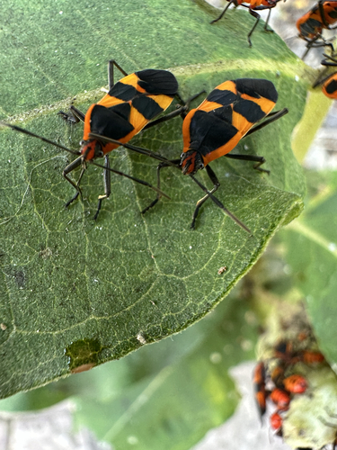Large Milkweed Bug