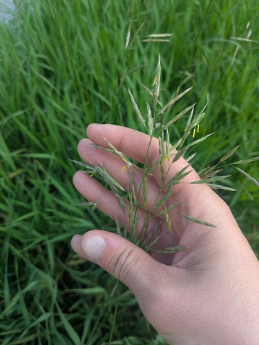Smooth Brome