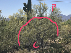 Parkinsonia florida