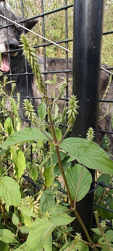 Japanese Chaff Flower
