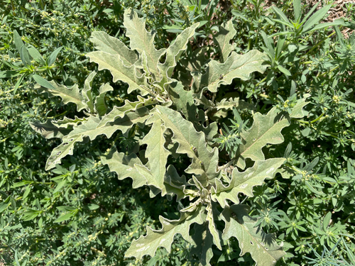 silverleaf nightshade