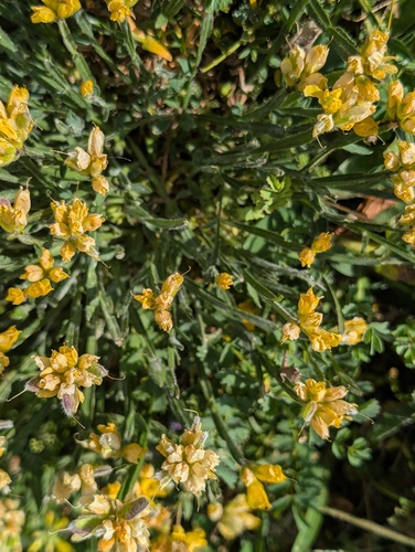 Genista sagittalis, photograph 3