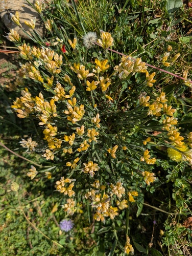 Genista sagittalis