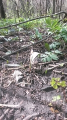 Erythronium propullans