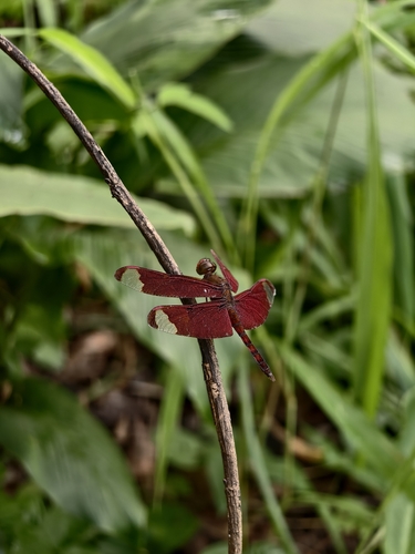 Russet Percher