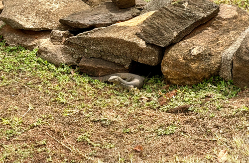 Bengal Monitor