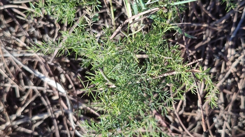 Spiny Asparagus