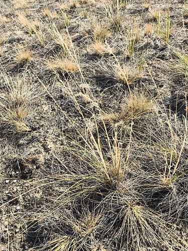 Stipa pennata observed 2026-09-16
