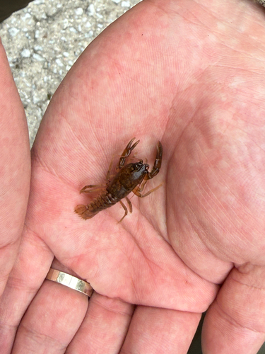 Cambaroides similis observed 2026-09-14
