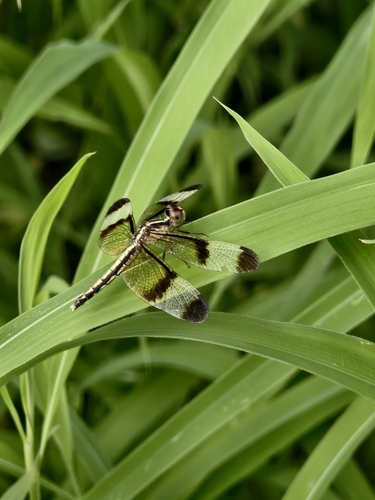 Pied Paddy Skimmer